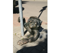 Kieruj się wzdłuż ulicy Odrodzenia (obserwuj po obu stronach zachowaną, w części zabytkową, zabudowę wzniesioną w czasach odbudowy po zniszczeniach I wojny światowej.) Od tego śpiewania ochrypłeś? Tuż na rogu jest apteka, a tu z ulicy wystają jakieś nogi, gdzie reszta ….? Chyba nieboraczek zaniemógł.
