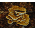 Flagowiec olbrzymi
