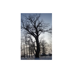 Szlak historyczno - przyrodniczy Sosnowica - Jamniki „Nałęcz”