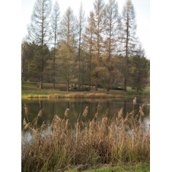Arboretum Leśne w Zielonce 