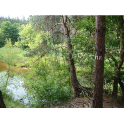 Szlak 