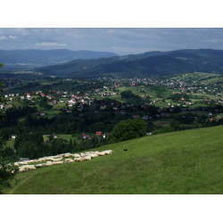 Ochodzita