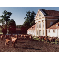 Stadnina Koni Kozienice