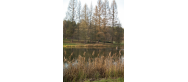 Arboretum Leśne w Zielonce 