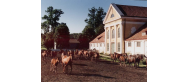 Stadnina Koni Kozienice