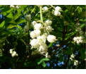 Kłokoczka południowa (fot. Maria Walczak)