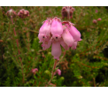 Wrzosiec bagienny (Erica tetralix)