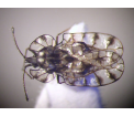 Galeatus maculatus