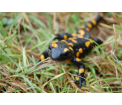 Salamandra plamista /fot. P. Sendecki