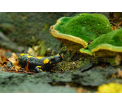 Salamandra plamista (fot. Artur Kuliga)