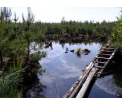 Torfowisko w okolicach Ładzy