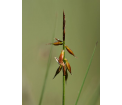 turzyca pchla (Carex pulicaris)