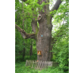 DĄB SZYPUŁKOWY Quercus robur - 420 lat, obwód 562 cm w okolicy Prudnika