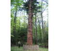 DAGLEZJA SZARA Pseudotsuga menziesii var. glauca - 170 lat, obwód 360 cm w okolicy Dębowca
