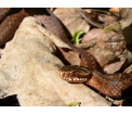 Żmija zygzakowata (Vipera berus)