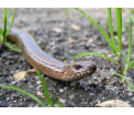 Padalec (Anguis fragilis)