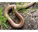 Padalec (Anguis fragilis)