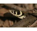 Zaskroniec zwyczajny (Natrix natrix)