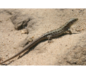 Jaszczurka zwinka (Lacerta agilis)