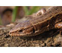 Jaszczurka żyworodna (Zootoca vivipara)