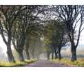 Aleja jarząbów szwedzkich. fot. Anna Naruszewicz ®