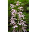 kukułka Fuchsa