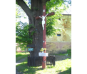 LIPA DROBNOLISTNA Tilia cordata - 370 lat, obwód 480 cm w Jarnołtówku