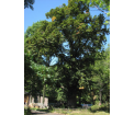 LIPA DROBNOLISTNA Tilia cordata - 220 lat, obwód 531 cm w Pokrzywnej