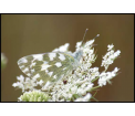 Bielinek rukiewnik (Pontia daplidice)