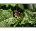 Dostojka latonia (Issoroia lathonia)