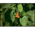 Perłowiec malinowiec (Argynnis paphia)