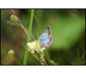 Modraszek wieszczek (Celastrina argiolus)