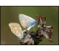 Modraszek ikar (Polyommatus icarus)