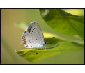 Modraszek ikar (Polyommatus icarus)