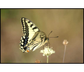Paź królowej (Papilio machaon)