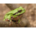 Rzekotka drzewna (Hyla arborea)