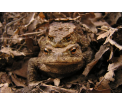 Ropucha szara (Bufo bufo)