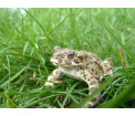 Ropucha zielona (Bufo viridis)