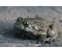 Grzebiuszka ziemna (Pelobates fuscus)