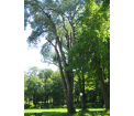 TOPOLA BIAŁA Populus alba - 110 lat, obwód 374 cm w parku przy dworze w Jarnołtówku