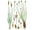 turzyca pchla (Carex pulicaris)