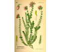 Wrzosiec bagienny (Erica tetralix)