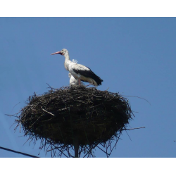 Monitoring gniazda bocianów 