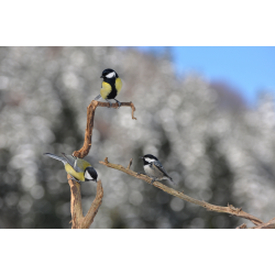 Fauna