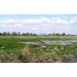 Przemkowskie Bagno