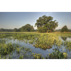 Rogaliński Park Krajobrazowy