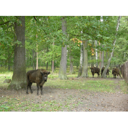 Ośrodek Hodowli Żubrów