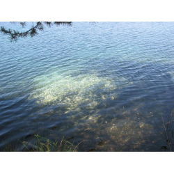 Jezioro Jasne