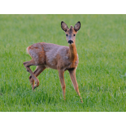 Fauna