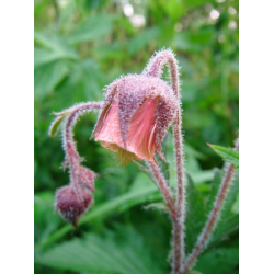 Flora